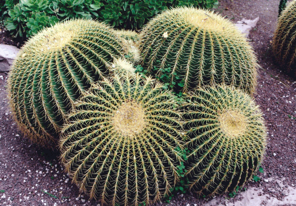 Cactus, Huerto del Cura, Gemma San Cornelio, 1996.